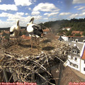 15_25-nest.jpg