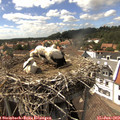 15_30-nest.jpg
