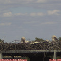 15_40-mast.jpg