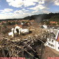 15_40-nest.jpg