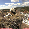 15_45-nest.jpg