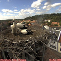 15_50-nest.jpg