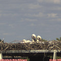 15_55-mast.jpg