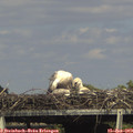 16_05-mast.jpg