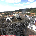 16_05-nest.jpg