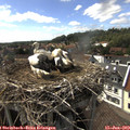 16_10-nest.jpg