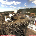 16_15-nest.jpg