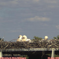 16_20-mast.jpg