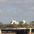 16_30-mast.jpg