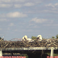 16_35-mast.jpg