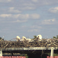 16_40-mast.jpg