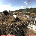 16_45-nest.jpg