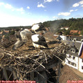 16_50-nest.jpg