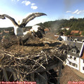 16_55-nest.jpg