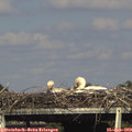 17_00-mast.jpg