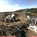 17_00-nest.jpg