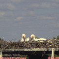 17_05-mast.jpg