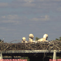 17_10-mast.jpg
