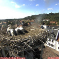 17_15-nest.jpg