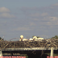 17_20-mast.jpg