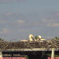 17_25-mast.jpg