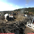 17_30-nest.jpg