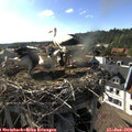 17_35-nest.jpg