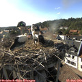 17_45-nest.jpg