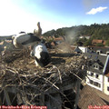 17_50-nest.jpg