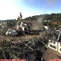 18_00-nest.jpg