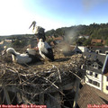18_05-nest.jpg