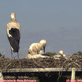 18_10-mast.jpg