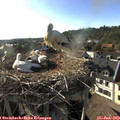 18_15-nest.jpg