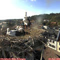 18_20-nest.jpg