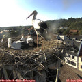 18_25-nest.jpg