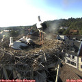 18_50-nest.jpg