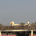 19_00-mast.jpg