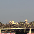 19_05-mast.jpg