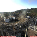 19_05-nest.jpg