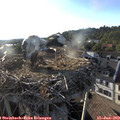 19_10-nest.jpg