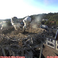 19_15-nest.jpg