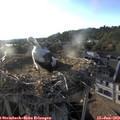 19_25-nest.jpg