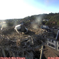 19_30-nest.jpg