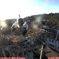 19_50-nest.jpg