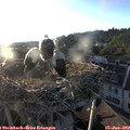 19_55-nest.jpg