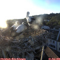20_25-nest.jpg