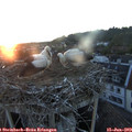 21_20-nest.jpg