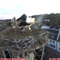 05_20-nest.jpg
