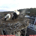 05_25-nest.jpg