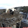 05_30-nest.jpg